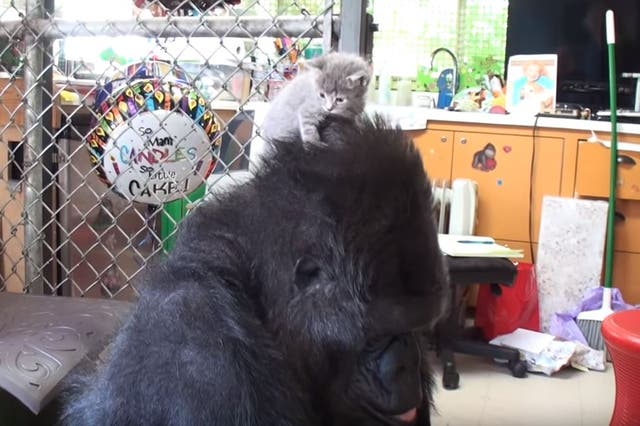 Koko the gorilla places Ms Gray the kitten on top of her head