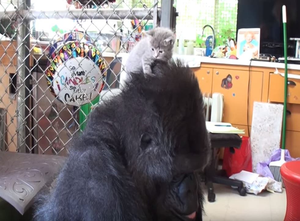 Koko the gorilla places Ms Gray the kitten on top of her head