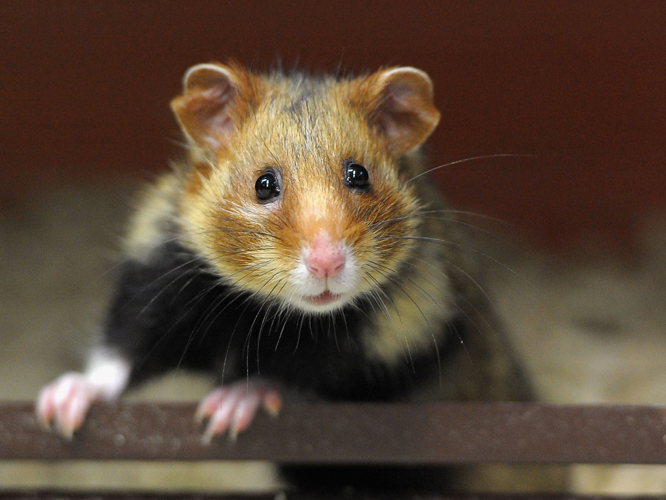 Police allegedly charged the man with animal cruelty and the surviving hamster was given to an animal shelter