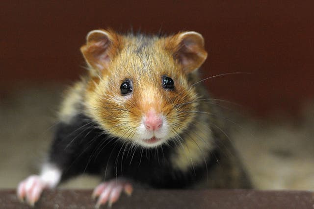 Police allegedly charged the man with animal cruelty and the surviving hamster was given to an animal shelter