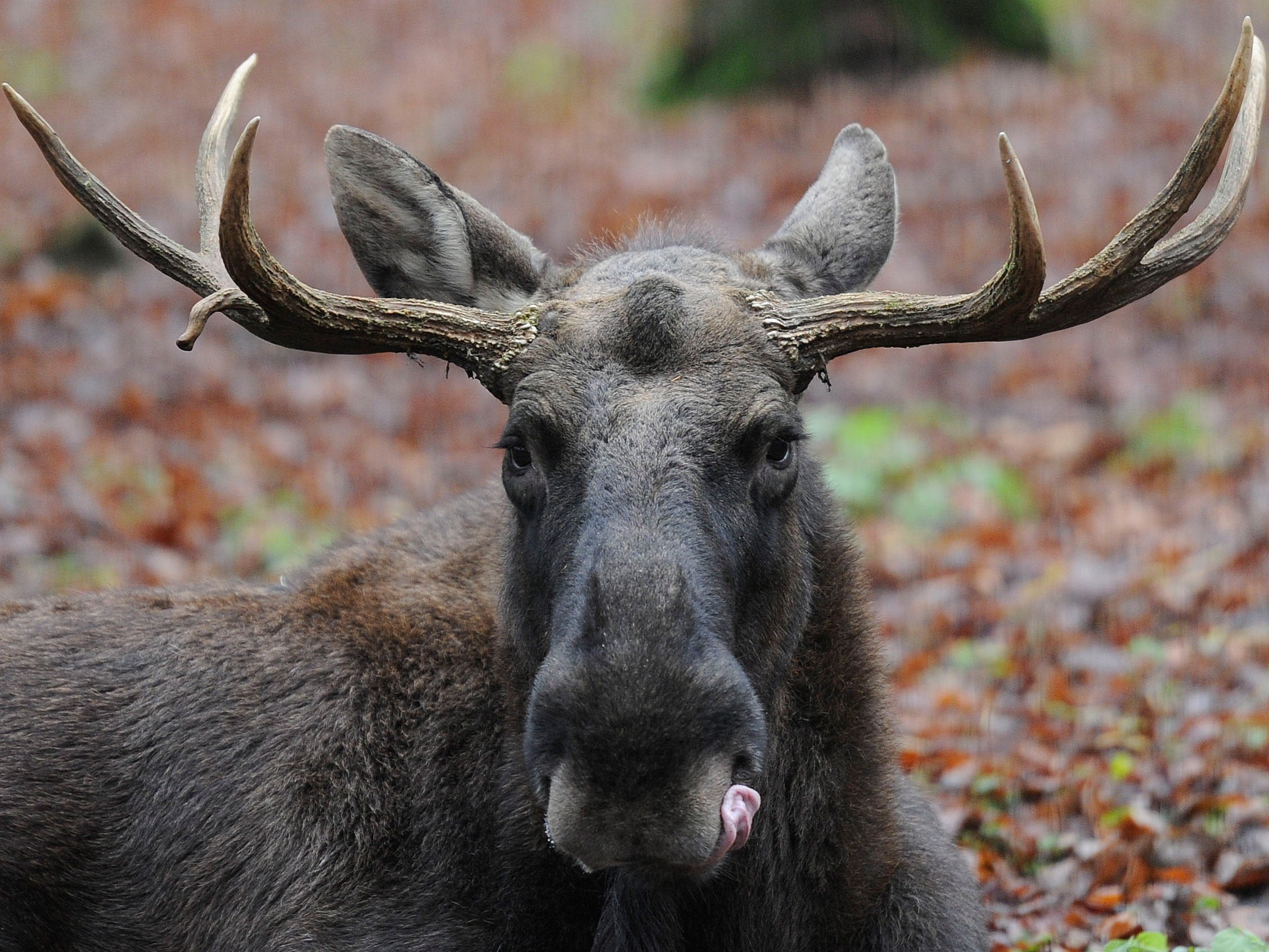 Elk, also sometimes referred to as moose, are not an endangered species