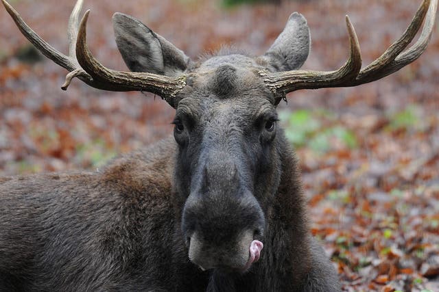 Elk, also sometimes referred to as moose, are not an endangered species
