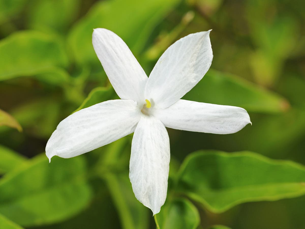 Gardening for idiots: When to trim your jasmine and how to rejuvenate summer | The Independent | The Independent