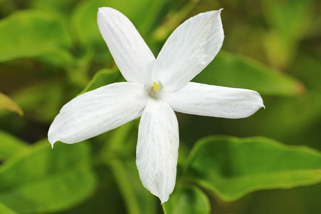 When to prune your Jasmine really depends on when it flowers