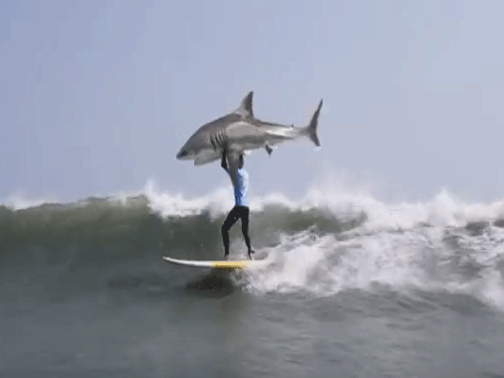 Suddenly the surfer appears on a perfect wave, unharmed and holding the shark above his head