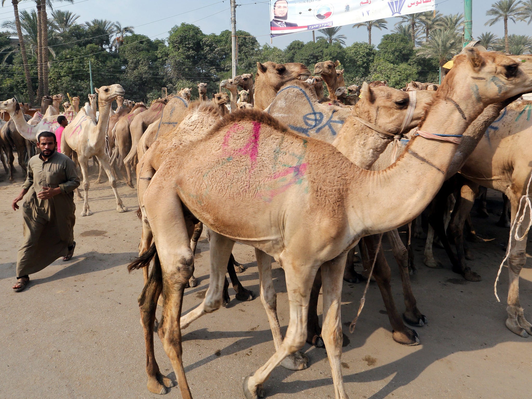 Dromedary camels are bred and raised for their milk and meat