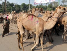 Mers vaccine proves to be effective in camels 
