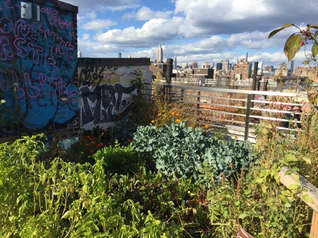 The garden at the Umbrella House was established on the roof of a former squatted building