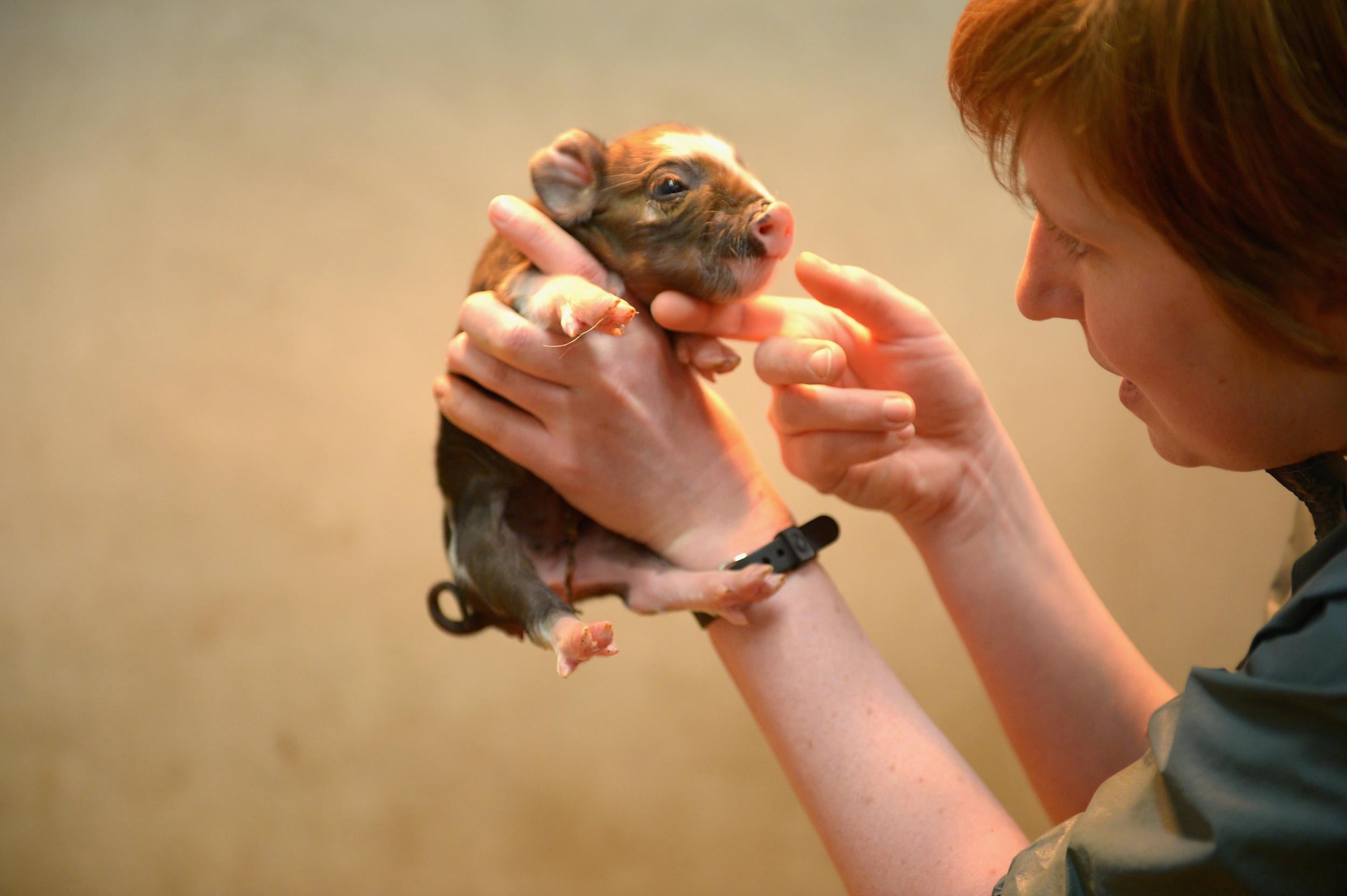 A newly-born Kunekune piglet at the University of Glasgow veterinary school