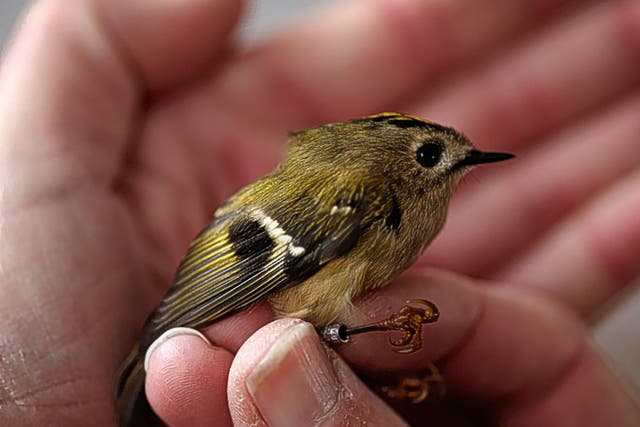 The tiny goldcrest was once thought to piggyback on woodcock to cross the North Sea getty