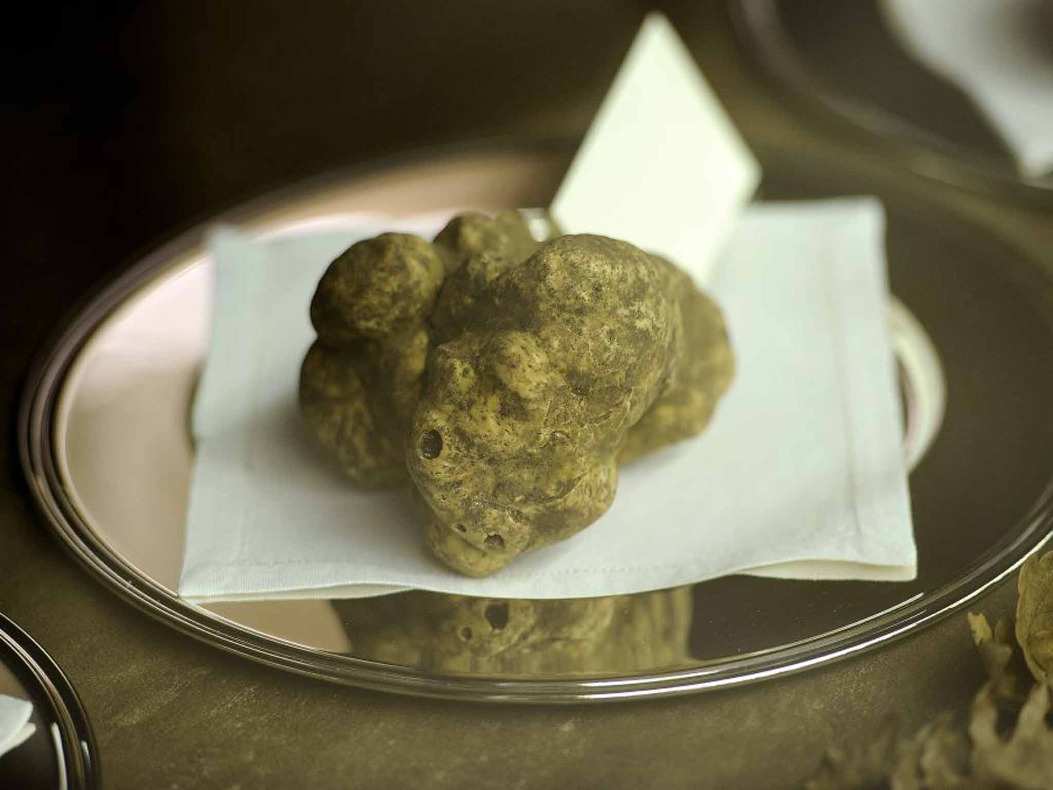 Digging for victory: white truffles are sold at auction for about £1,500 per kilo
