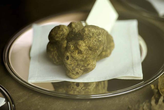 Digging for victory: white truffles are sold at auction for about ?1,500 per kilo