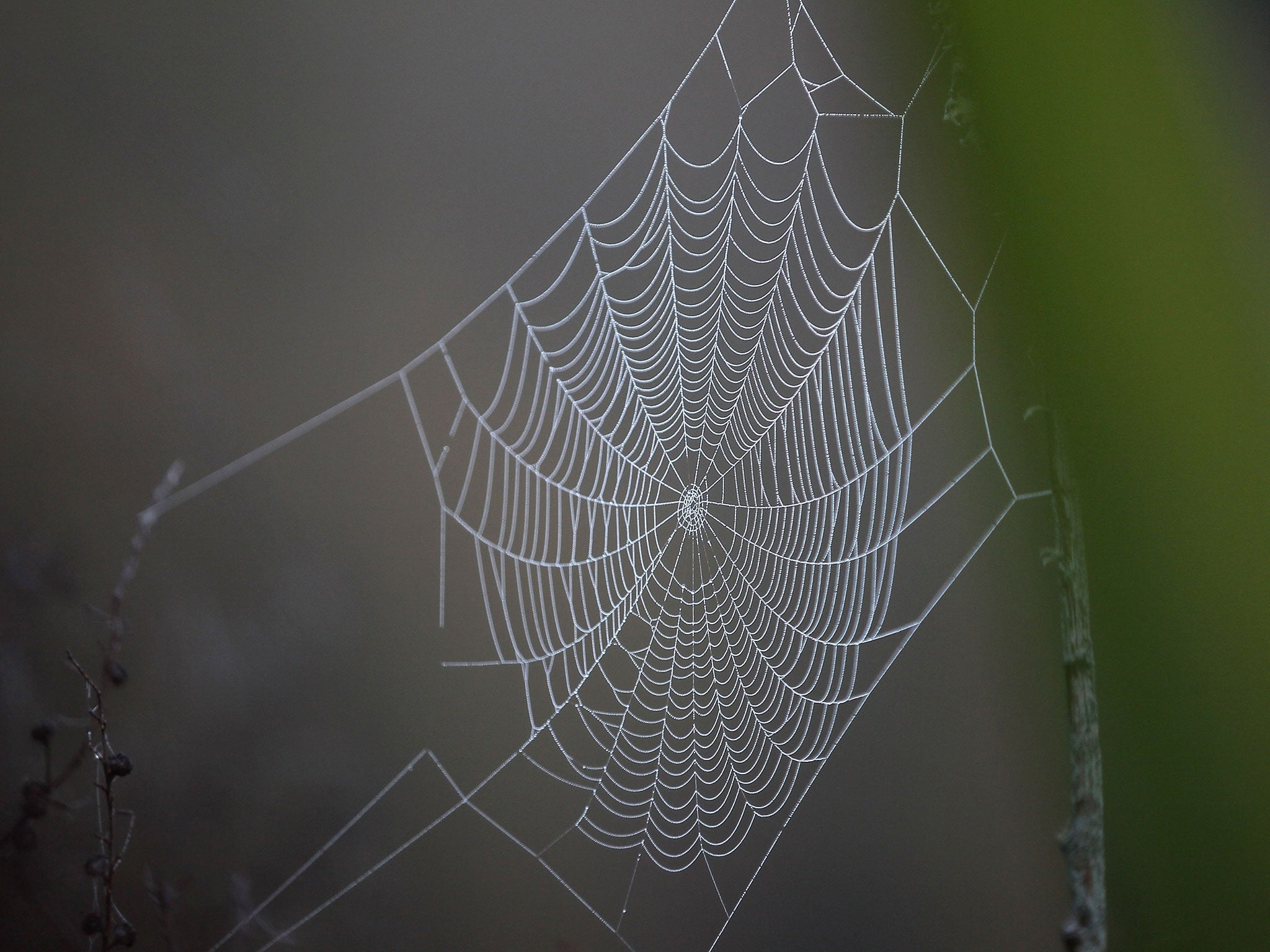 false black widow web