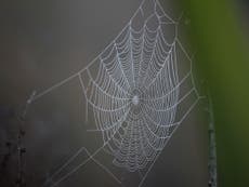 Venomous false widow spiders thriving in mild weather venture indoors