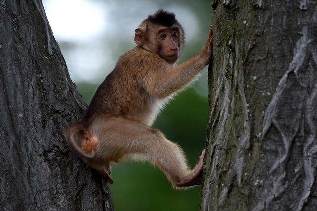 A pigtailed Macaque. The animals are used by farmers in Thailand to pics coconuts.