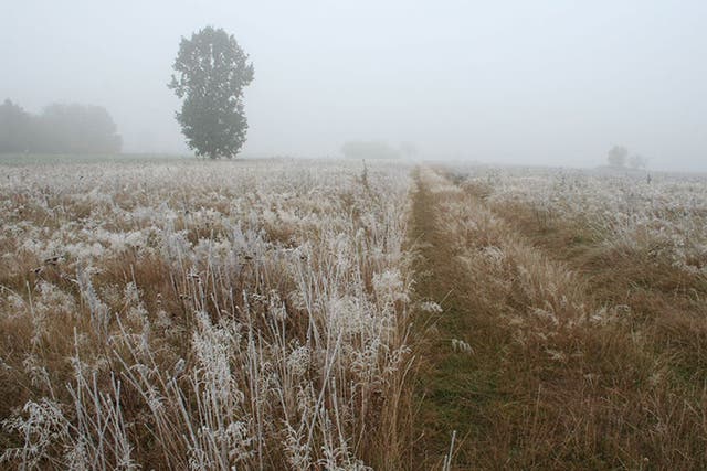 A meadow in London covered in frost in October 2015