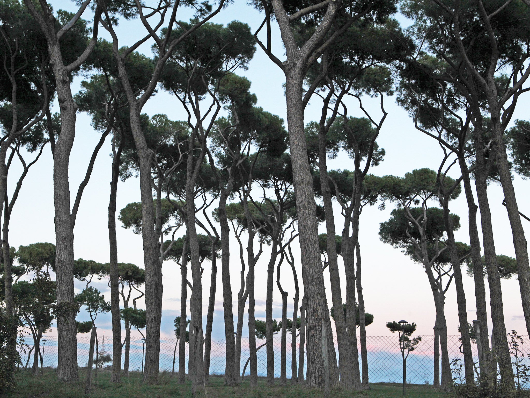 &#13;
Stone pines in La Pineta Sacchetti park in Rome. Forests in Russia and Korea are said to be in danger &#13;