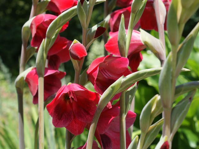 <p>Gladioli, sometimes known as sword lily, is a lovely summer bloomer</p>