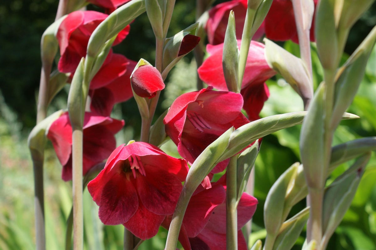 From Dahlias to Gladioli, the most beautiful summer bulbs to plant now 