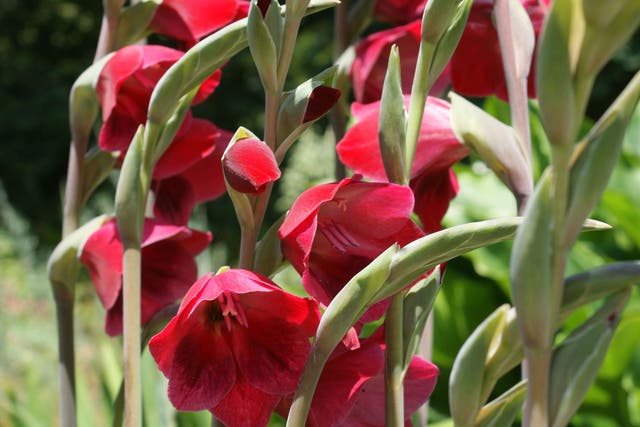 Gladiolus “Ruby” is just one of hundreds of varieties of what is sometimes known as sword lily