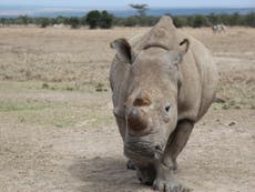 These three Northern white rhinos are the only ones left in Africa