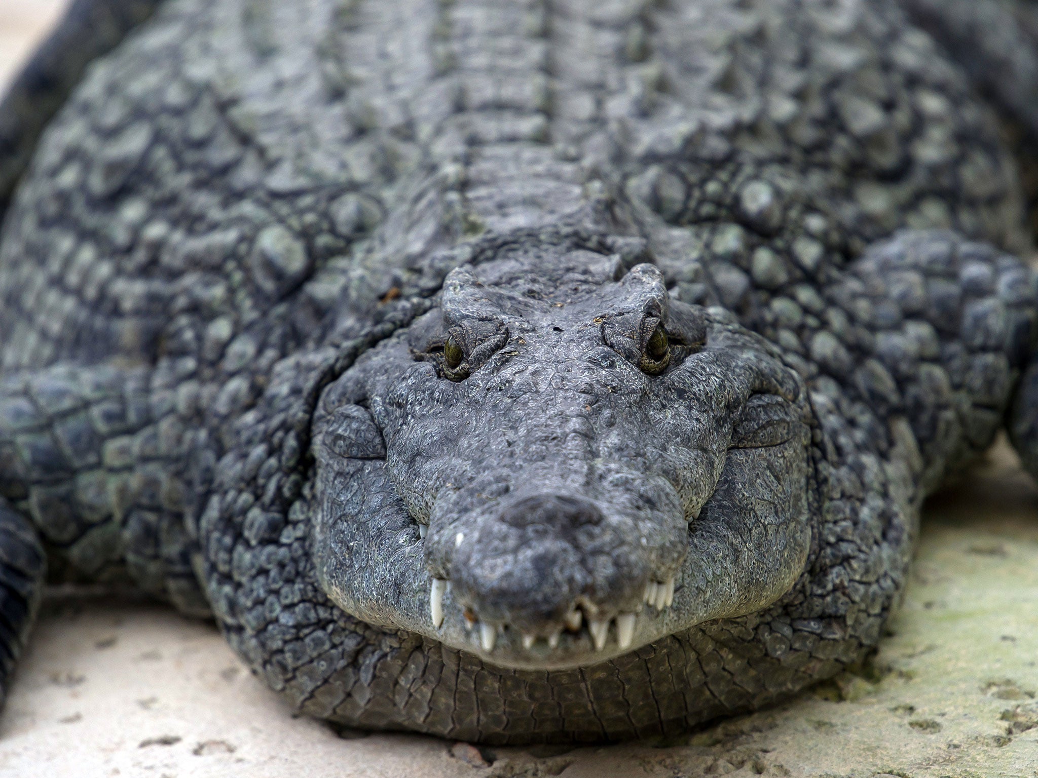 Crocodiles sleep with one eye open to keep watch for threats and