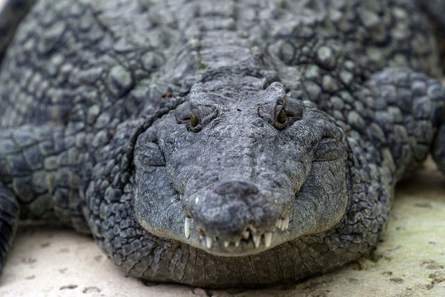 The crocodiles were monitored with infrared cameras 