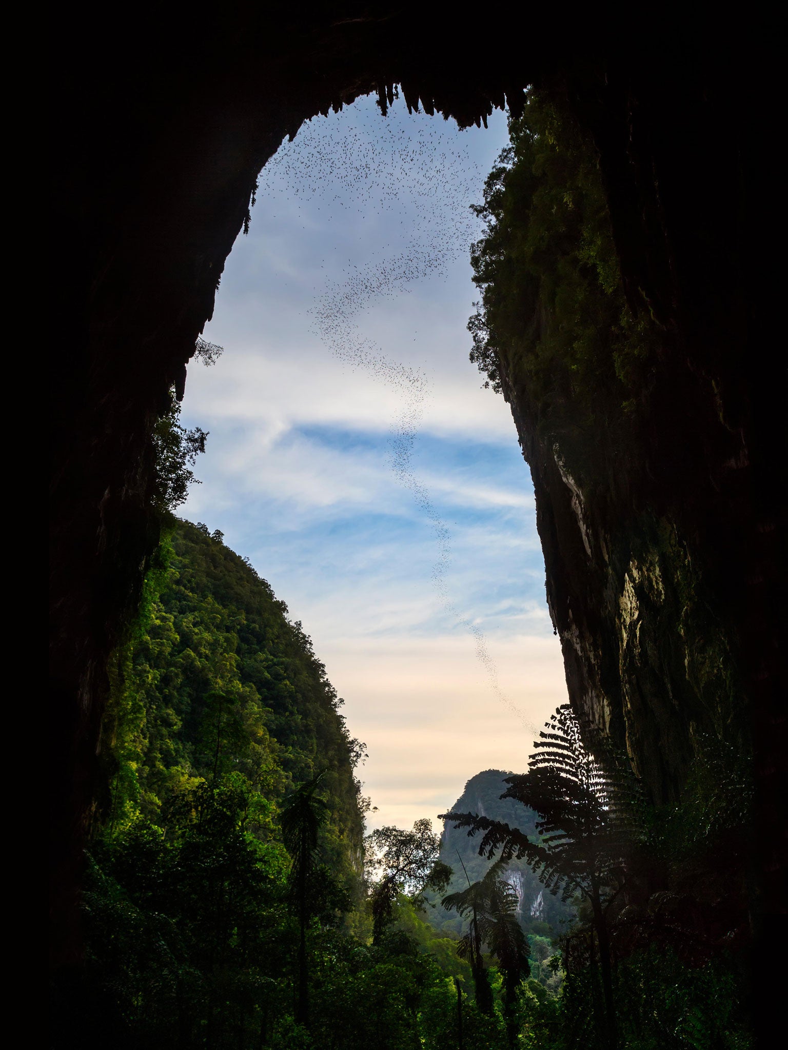 A colony of bats - all of them potential virus-carriers - exits a cave in Borneo (Alamy)