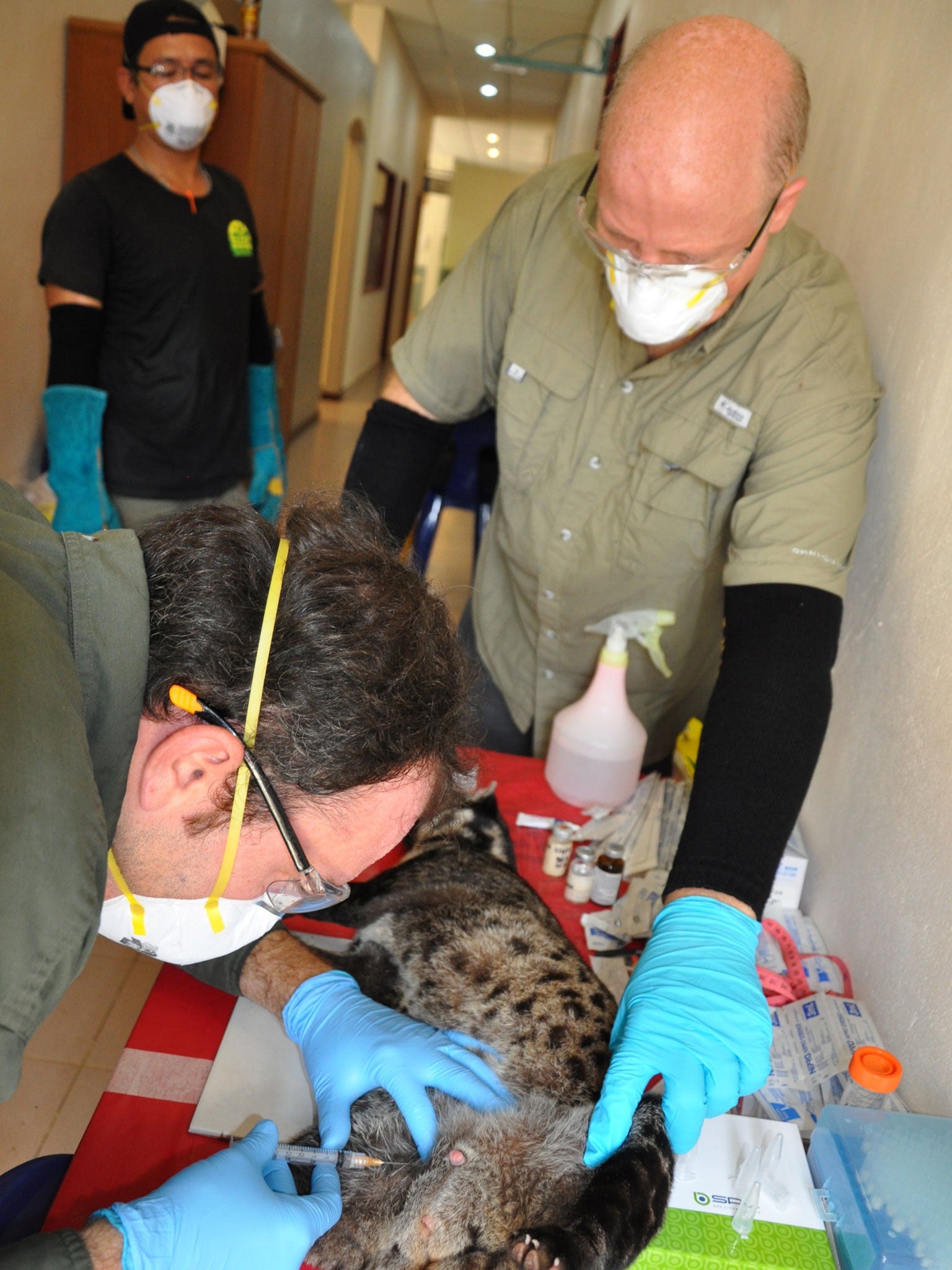 At EcoHealth Alliance’s base in Borneo, samples are taken from an anaesthetised civet. One of these cat-like animals is thought to be behind the Sars epidemic that originated in China in 2003