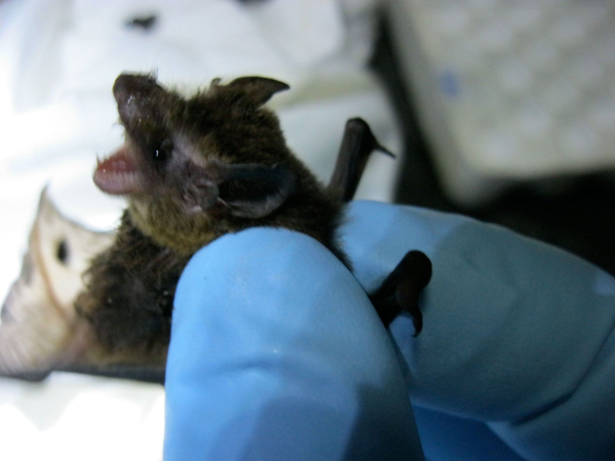 Teams from EHA are?trapping and taking samples from a huge range of rainforest mammals, including bats
