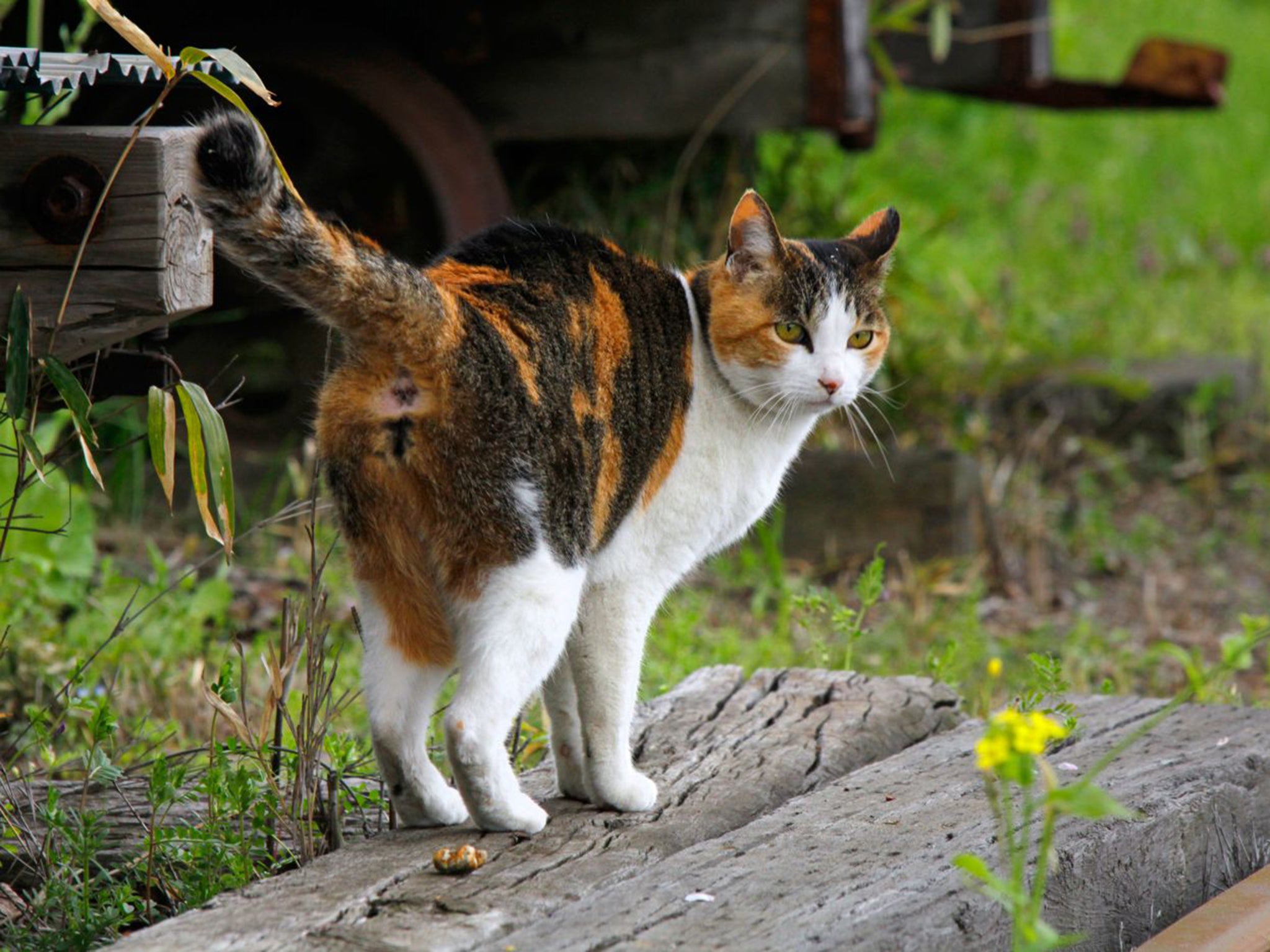 Calico felines have trendily asymmetric markings