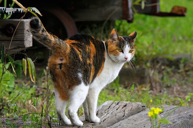 <p>A Calico cat prevented a robebry, his human said  </p>