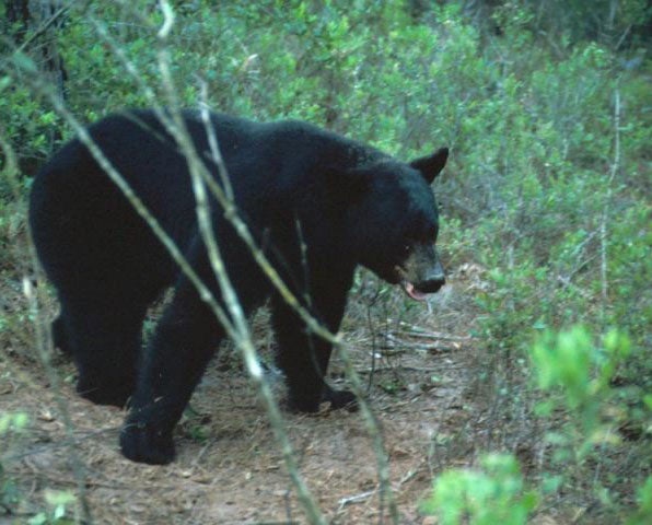 A black bear in Florida