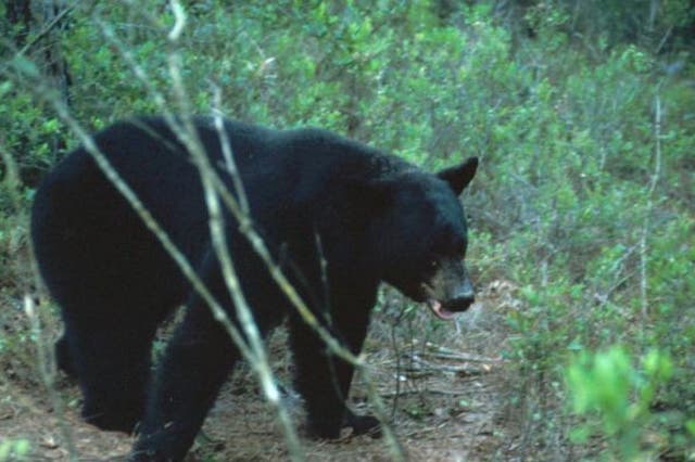 A black bear in Florida