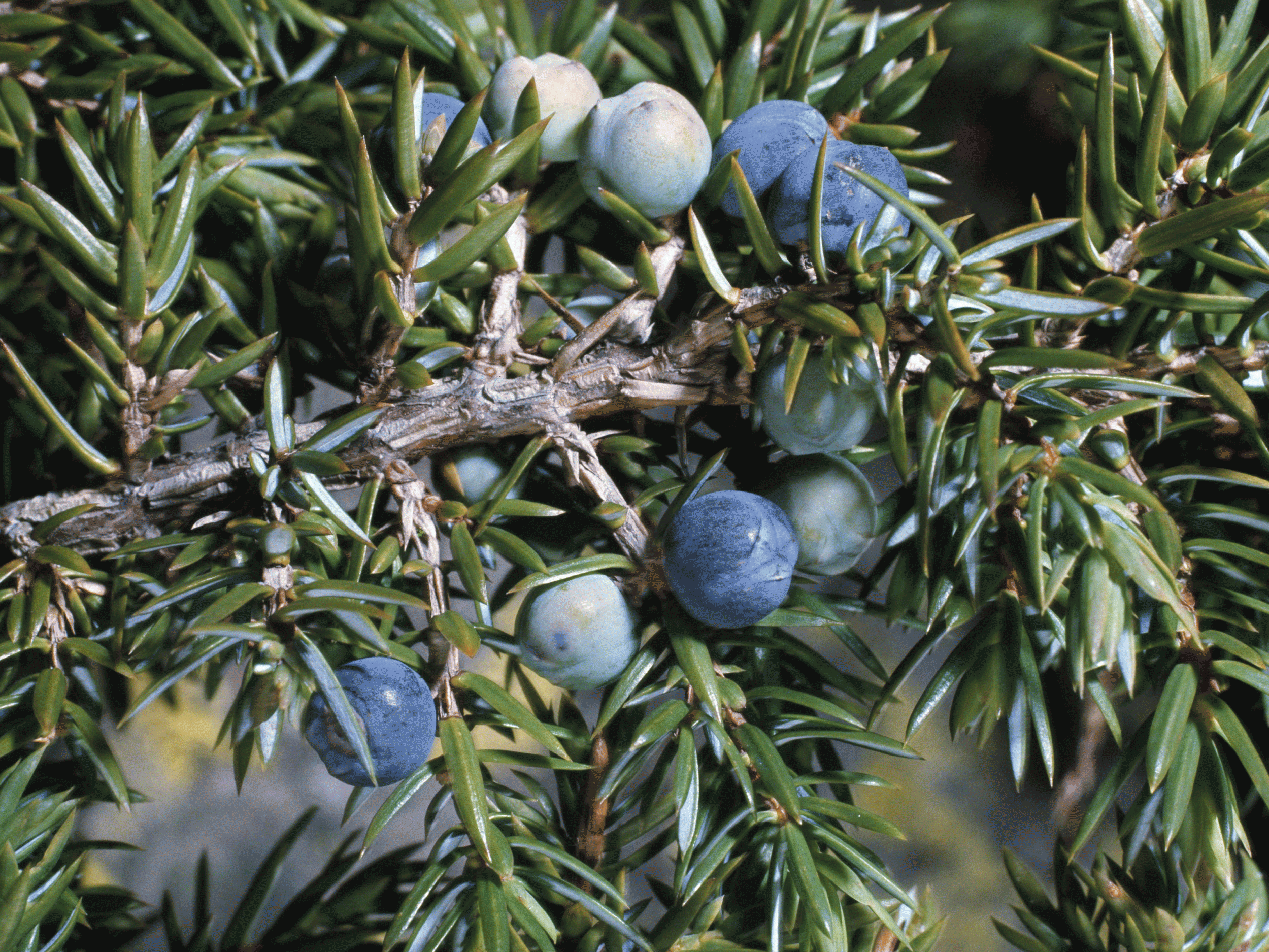 Conservation group Plantlife have run a survey showing 63 per cent of juniper trees are infected