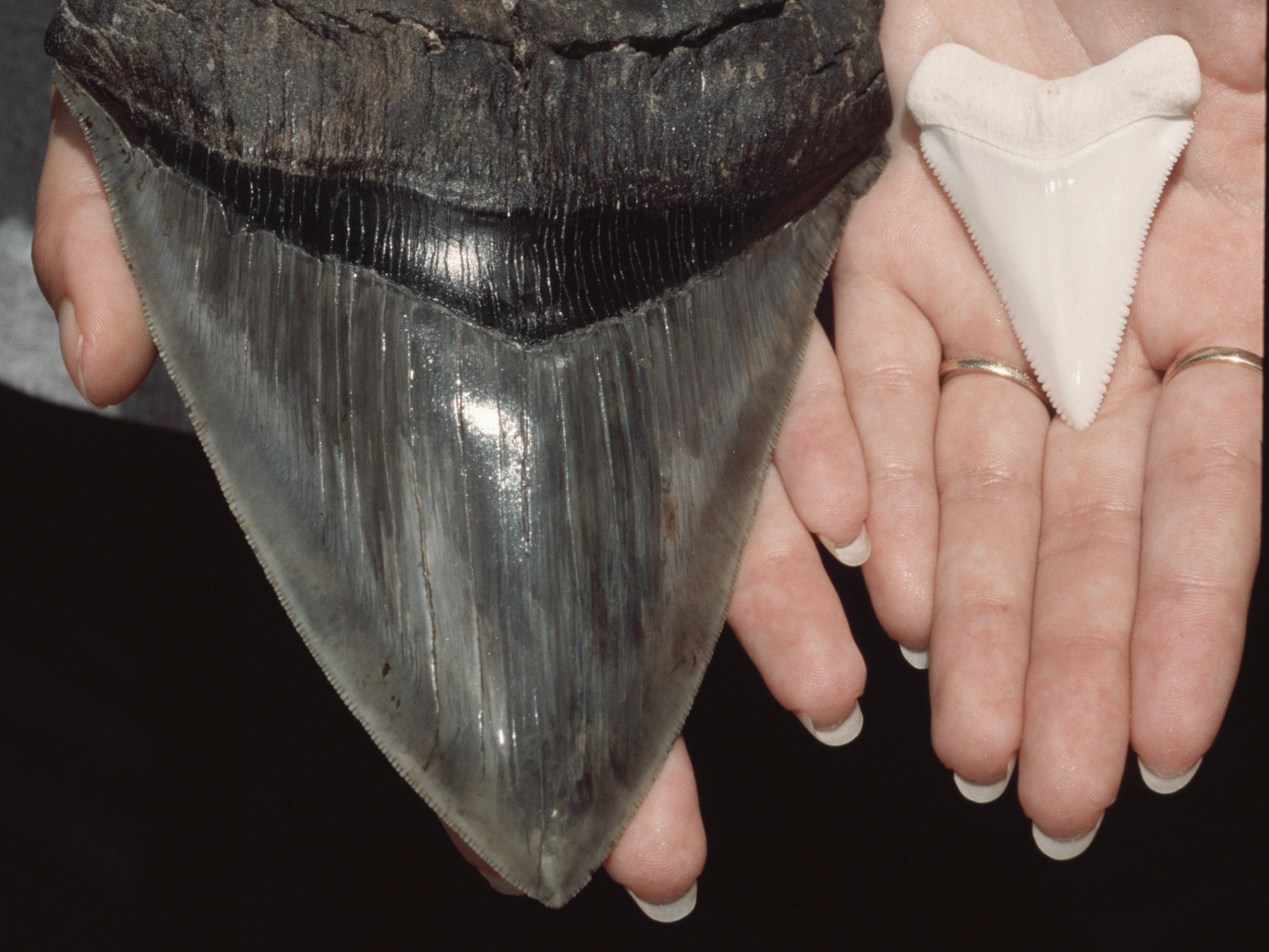 The tooth of extinct Megalodon shark (Charcharodon megalodon) and that of a Great White Shark