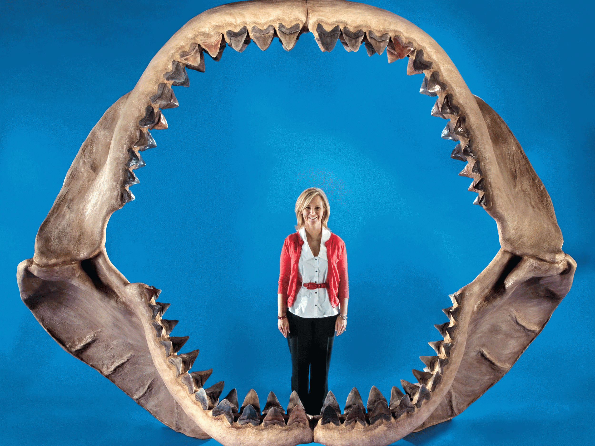 The jaws of a Megalodon shark, which is thought to have roamed the ocean 15 million years ago