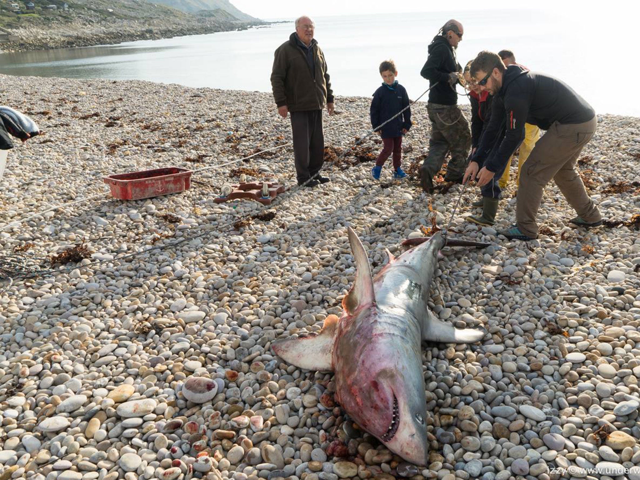 Mr Davey strapped the shark to his boat by its tail