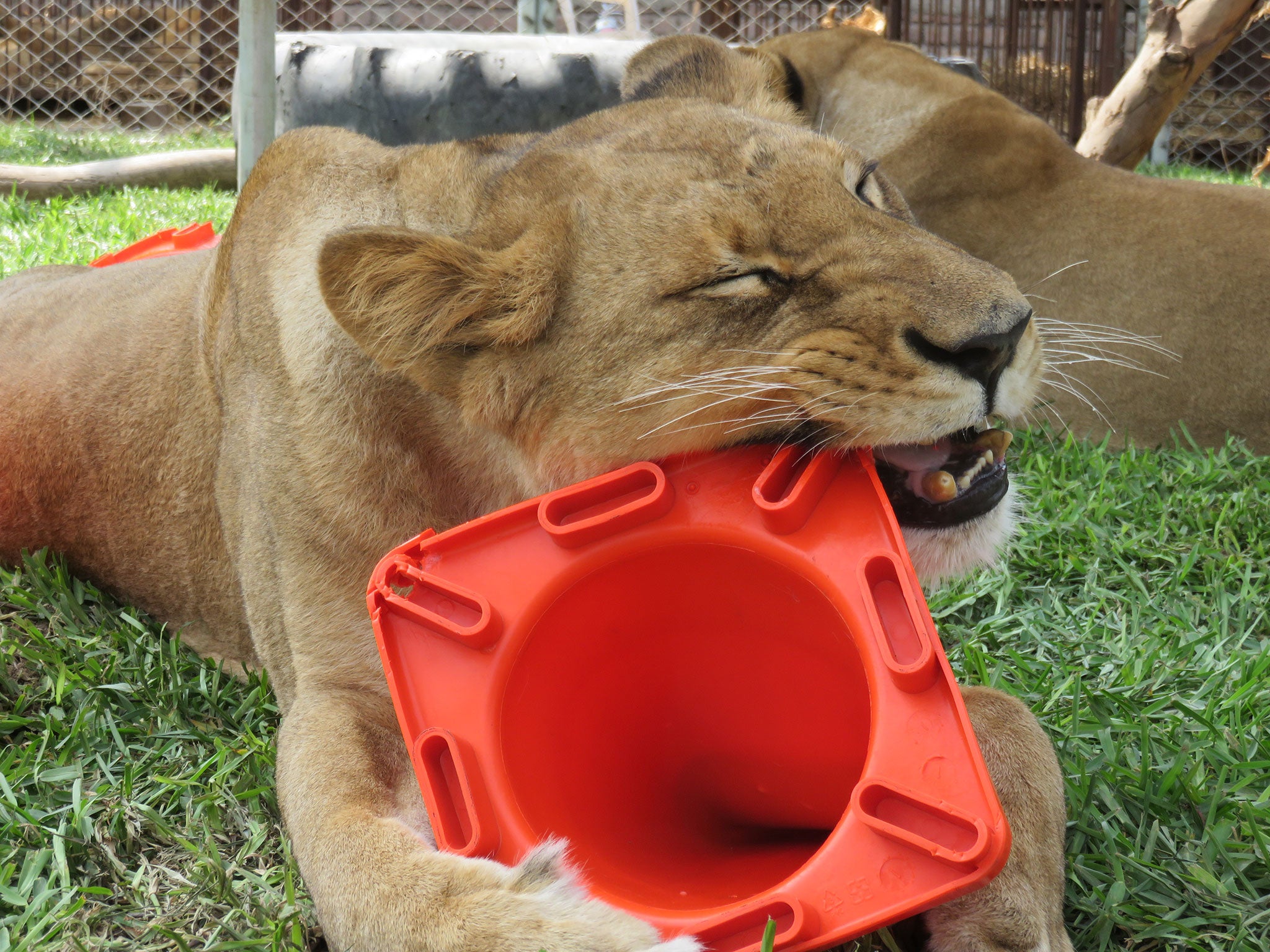 The 24 rescued lions are being microchipped at the Emoya Big Cat Sanctuary in Limpopo province