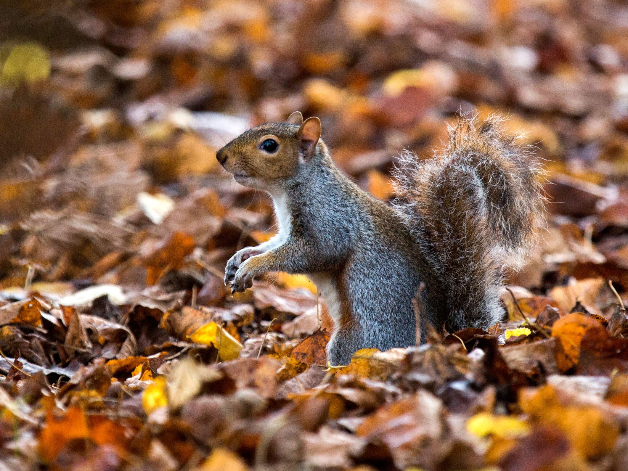 Grey squirrels have been wiped from the Welsh island Anglesey