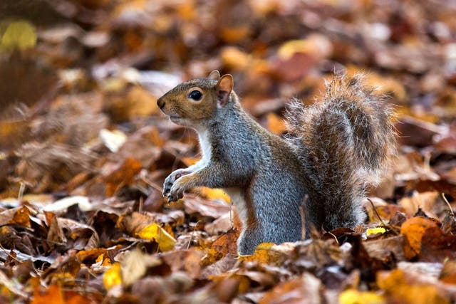 Grey squirrels have been wiped from the Welsh island Anglesey