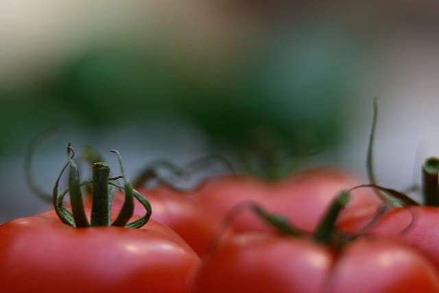 The chemical in the tomatoes may combat heart disease, cancer, diabetes and Alzheimer's disease