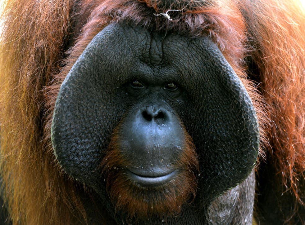 An Orangutan named Jacky, who was born on the Indonesian island of Borneo, celebrates his 38th birthday in Bali Zoo