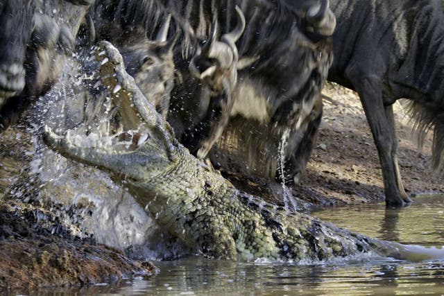 A Nile crocodile launches itself at a thirsty wildebeest on the banks of the Grumeti river in Tanzania