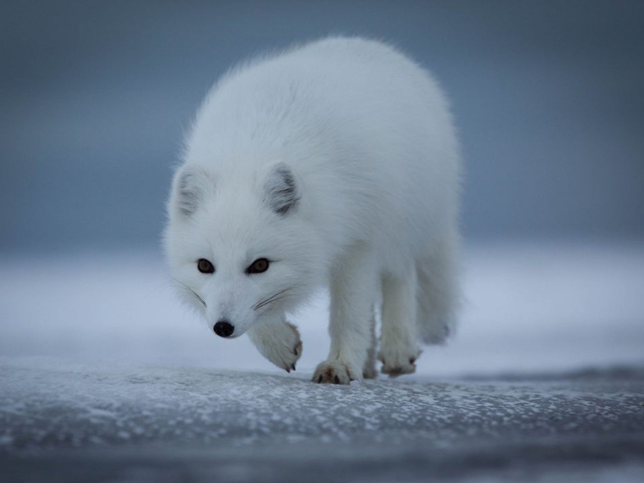 An Arctic Fox scours a frozen coast in search of anything edible (Oliver Scholey)