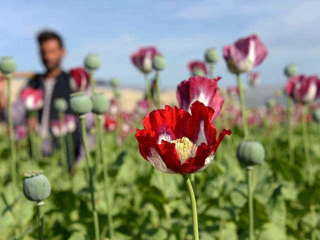 An Afghan farmer stand in a blooming poppy field on the outskirts of Jalalabad in Nangarhar