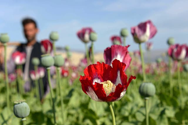 The opium poppy has been the source of the most powerful painkiller known to science for thousands of years