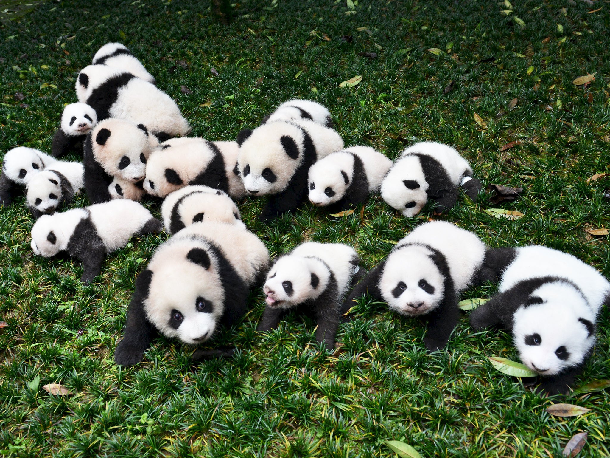 Baby pandas born in 2015 are introduced to the public for the first time at a giant panda breeding centre in Ya'an, Sichuan province, China