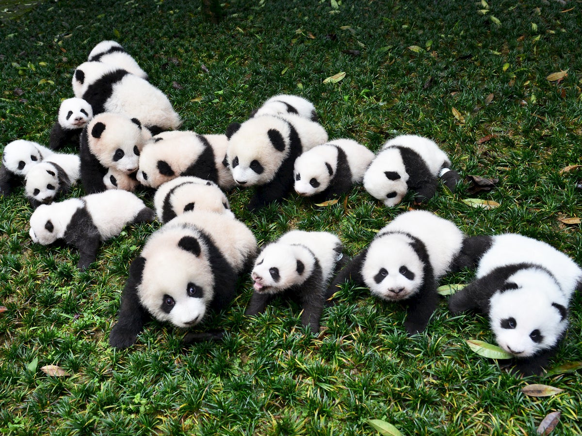 Panda expert claims the international breeding programme has failed | The  Independent | The Independent