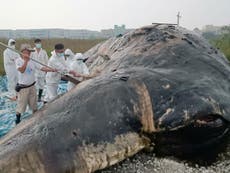 Huge mass of rubbish found in dead whale’s stomach in Taiwan